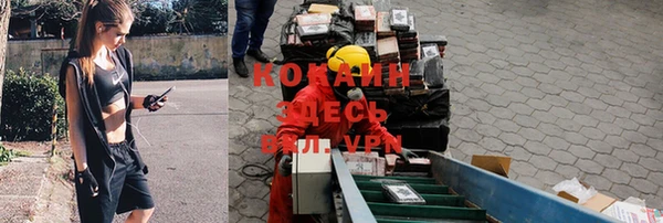 стаф Алзамай